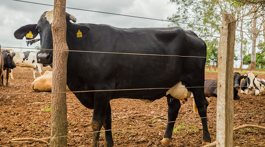 #PraCegoVer imagem de uma vaca atrás do cercado
