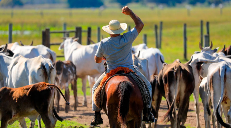 Cattle slaughter decreases and slaughter of hogs and pigs and chickens ...