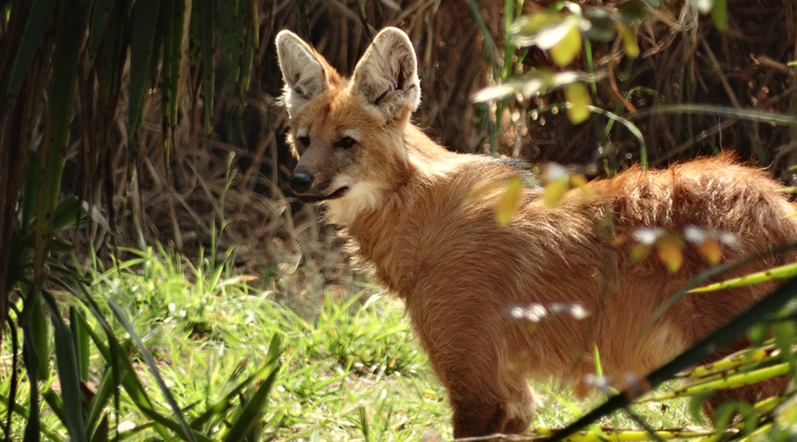 #PraCegoVer A foto mostra um lobo-guará em seu habitat.