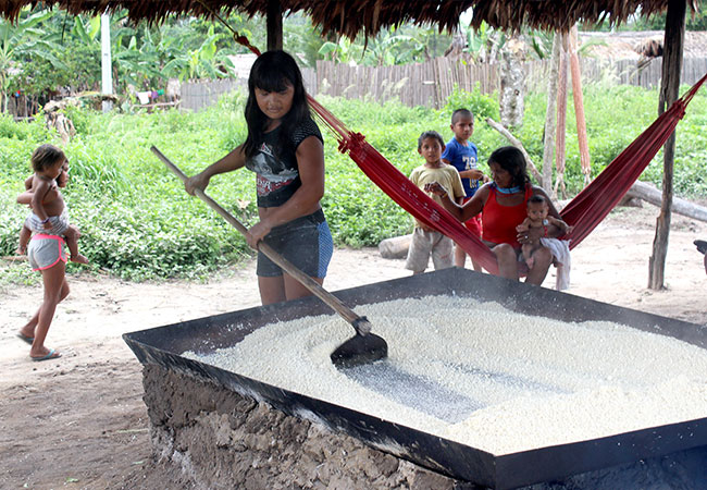 galeria-1 #PraCegoVer As indígenas ficam encarregadas da plantação de mandioca e da produção de farinha na aldeia