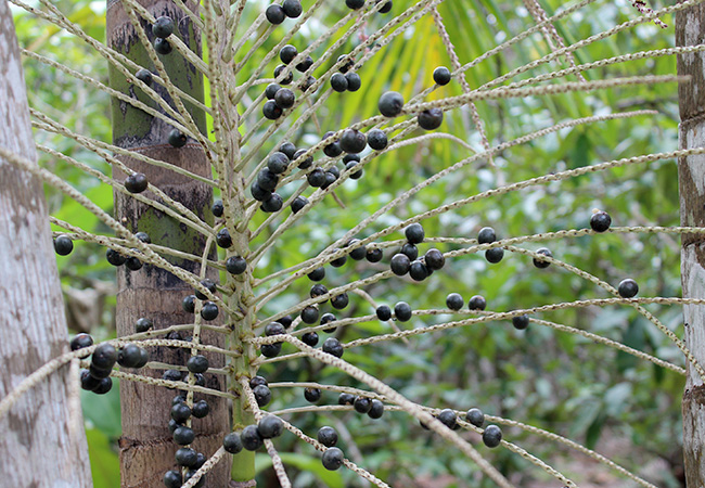 galeria-1 #praCegoVer Cultivo de açaí nas terras de José Azevedo Filho