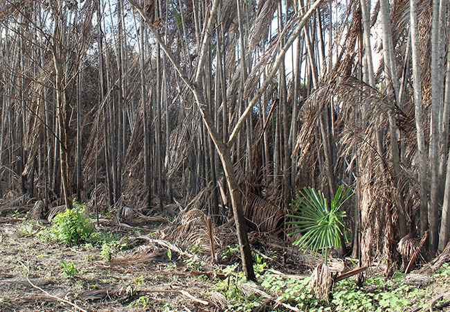 galeria-4 #praCegoVer Plantação queimada de açaí queimada em Boa Vista do Gurupi