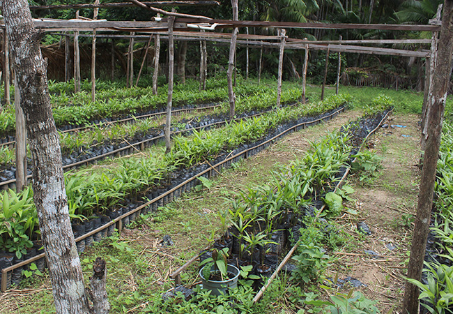 galeria-5 #praCegoVer Cultivo de açaí nas terras de José Azevedo Filho
