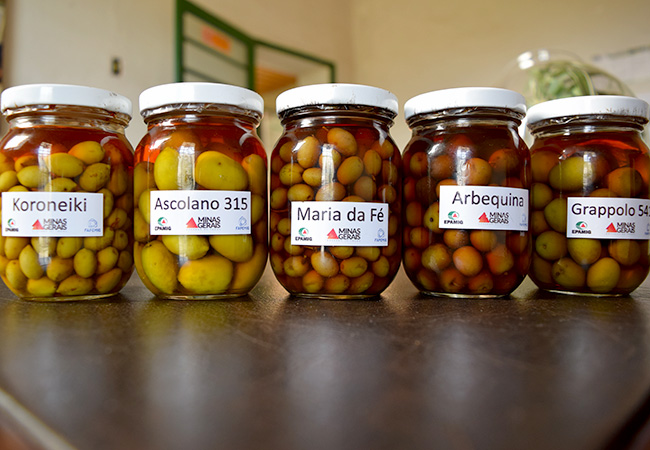 #praCegoVer Potes de vidro com azeitonas de diversos tipos